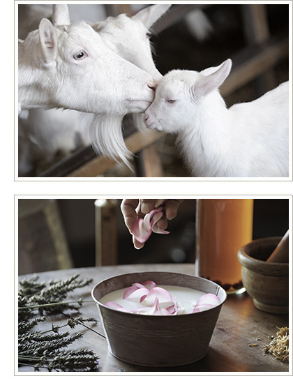 vertus du lait de chèvre bio pour la fabrication de savons et cosmétiques bio Berthe Guilhem